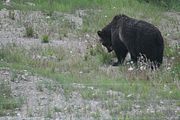 133 - Banff,Lake Louise,Morraine Lake  - IMG_0818